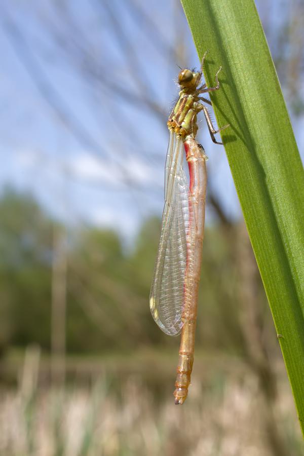 Large Red Damselfly wideangle 3